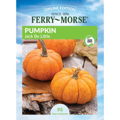 Pumpkin, Jack Be Little Seeds, 3.5g
