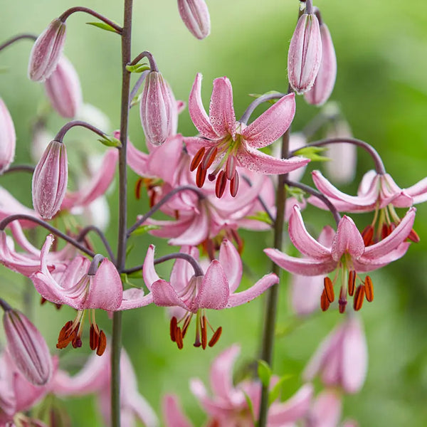 Candy Morning Turk's Cap Lily