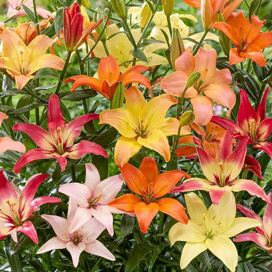 Pollen-Free Lily Mixture