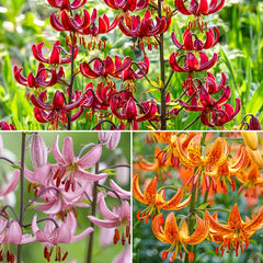 Turk's Cap Lily Collection