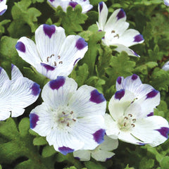 Five Spot, Nemophila Maculata Seeds, 900mg