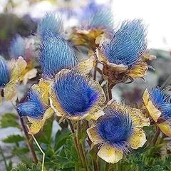 Prairie Smoke Flower Seeds