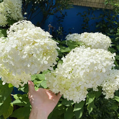 Strawberry Sundae Hydrangea- Beautiful, reunion and gratitude