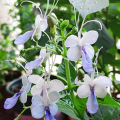 Blue Butterfly Flower Easy
