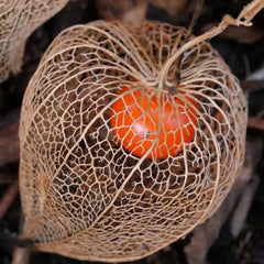 Lantern Cherry Seeds Winter Ground Cherry Strawberry Ground Cherry