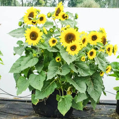 Grow Tub® 15 Gallon Garden Container