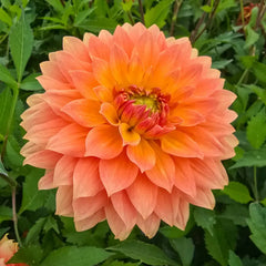 Frequent Flyer Dahlia