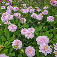 Sweet Surprise Dahlia