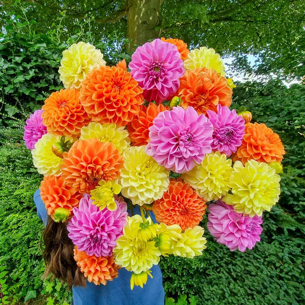 Tropical Punch Dahlia Mixture