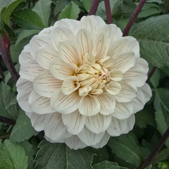 Pencil Art Sugar Dahlia