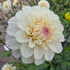 Pencil Art Sugar Dahlia