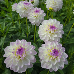 Eveline Dahlia