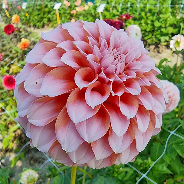 Peaches Dahlia