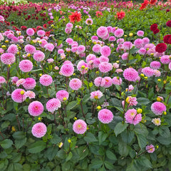 Wizard of Oz Dahlia