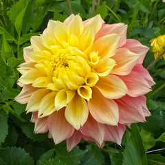 Kogane Fubuki Dahlia