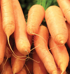 Scarlet Nantes Carrot 300 Seeds