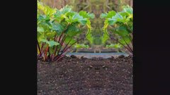 KangaRhu™ Rhubarb