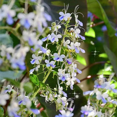 Blue Butterfly Flower Easy