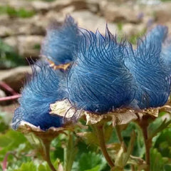 Prairie Smoke Flower Seeds