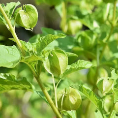 Lantern Cherry Seeds Winter Ground Cherry Strawberry Ground Cherry