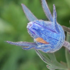 Prairie Smoke Flower Seeds