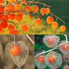 Lantern Cherry Seeds Winter Ground Cherry Strawberry Ground Cherry