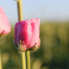 Rose Ranunculus Corms Bulbs Persian Buttercup Growing Bonsai Roots Rhizomes Tubers Potted Planting Reblooming Fragrant Garden Species Blooms Flower Seeds Plant Gardening