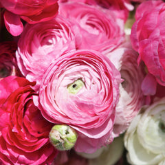 Mix Ranunculus  Corms Bulbs Growing Bonsai Roots Rhizomes Tubers Potted Planting Reblooming Fragrant Garden Species Blooms Flower Seeds Plant Gardening