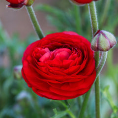 Red Ranunculus Corms Bulbs Persian Buttercup Growing Bonsai Roots Rhizomes Tubers Potted Planting Reblooming Fragrant Garden Species Blooms Flower Seeds Plant Gardening