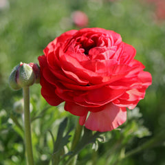 Rose Ranunculus Corms Bulbs Persian Buttercup Growing Bonsai Roots Rhizomes Tubers Potted Planting Reblooming Fragrant Garden Species Blooms Flower Seeds Plant Gardening