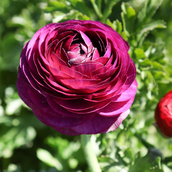 Merlot Ranunculus Corms Bulbs Persian Buttercup Growing Bonsai Roots Rhizomes Tubers Potted Planting Reblooming Fragrant Garden Species Blooms Flower Seeds Plant Gardening