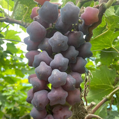 Hot Sale Rare And Beautiful Breed Star Grape Seeds
