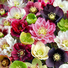 Carnival Hellebore Collection - Christmas Rose