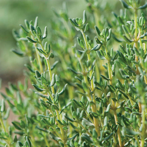 German Winter Thyme Seeds