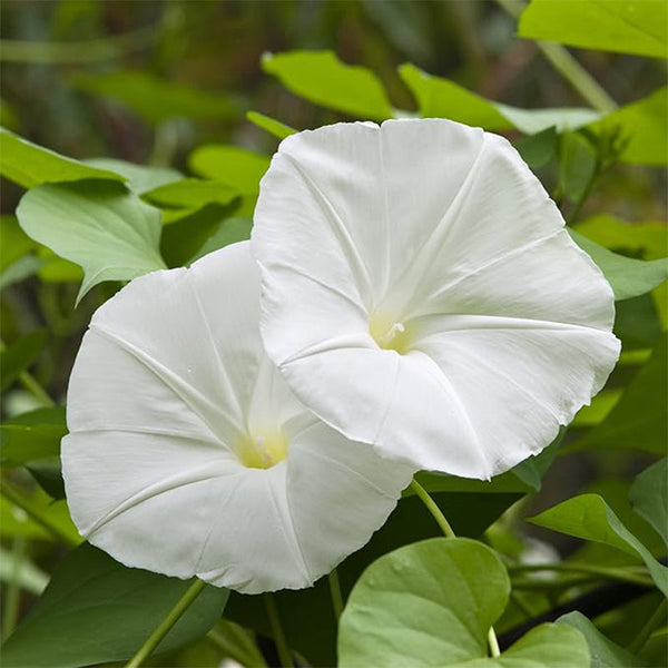 Morning Glory Vine Flower Plant Seeds, Easy to Grow, Perfect for Spring Garden