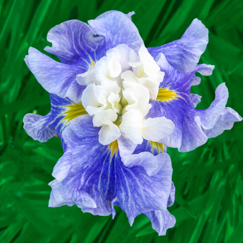 planting japanese iris seeds Sugar Dome Japanese Iris Bearded Iris Species Growing Bonsai Bulbs Roots Rhizomes Corms Tubers Potted Planting Reblooming Fragrant Garden Flower Seeds Plant