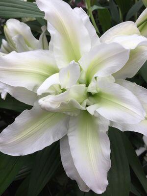 Angela Double Oriental Hybrid Lily Blooms Species Growing Bonsai Bulbs Roots Rhizomes Corms Tubers Potted Planting Reblooming Fragrant Garden Flower Seeds Plant