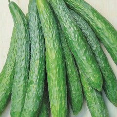 Cucumber, Dragon Suhyo Hybrid