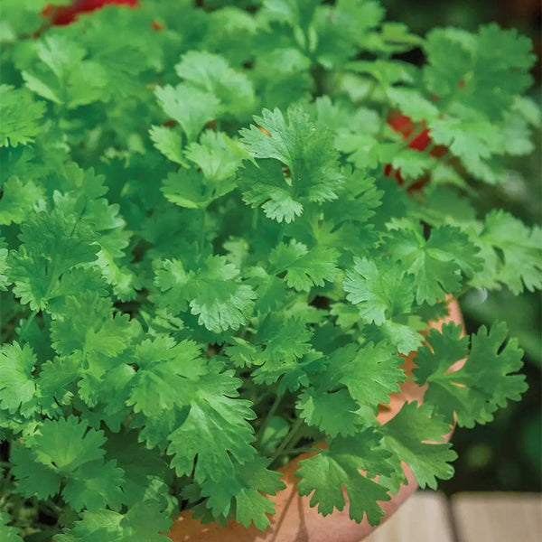 Cilantro (Coriander)