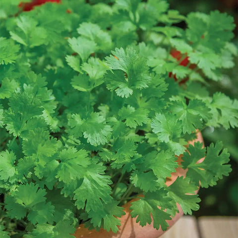 Cilantro (Coriander)
