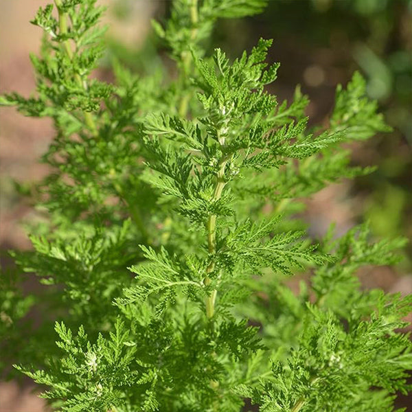 Chinese Wormwood Seeds, Sweet Annie (Artemisia annua)