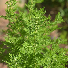 Chinese Wormwood Seeds, Sweet Annie (Artemisia annua)