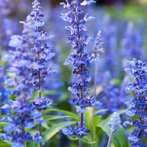 Hyssop Seeds