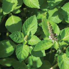 Kapoor Tulsi (Holy Basil)Organic Basil Seed