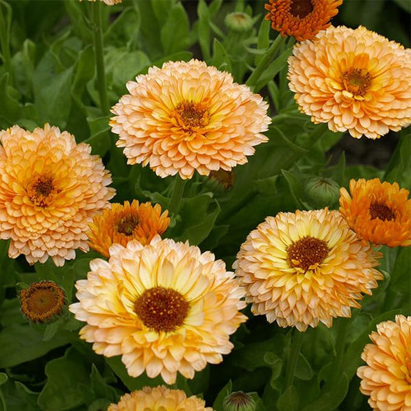 Annual Calendula Pink Surprise Pot Marigold Flower Seeds for Planting