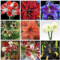 Mixed Color Amaryllis Flower Seeds