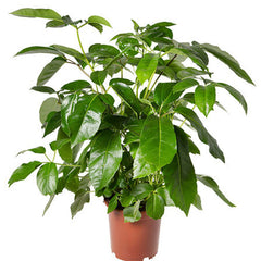 Umbrella Tree, Schefflera Seed