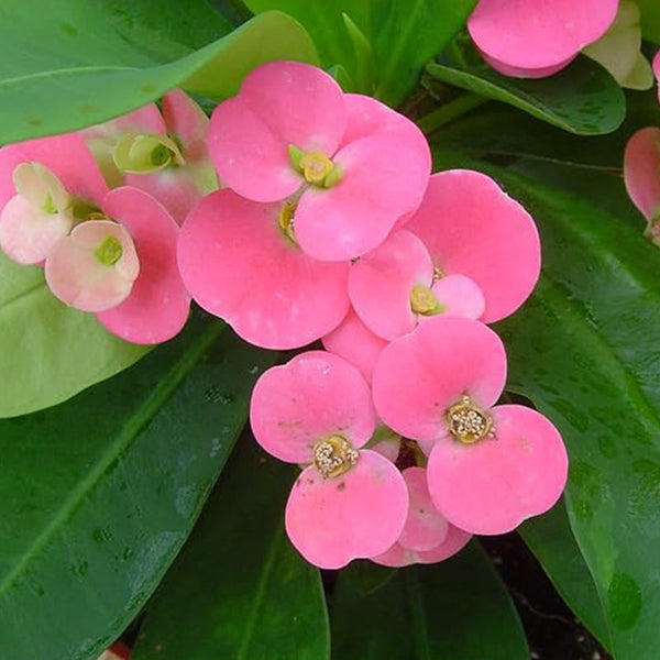 Pink Crown of Thorns Plant - Euphorbia