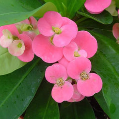 Pink Crown of Thorns Plant - Euphorbia