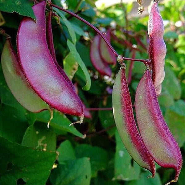 Hyacinth Bean Asia Hyacinth Bean Seeds Purple Flower Lablab purpureus Vegetable Non-GMO